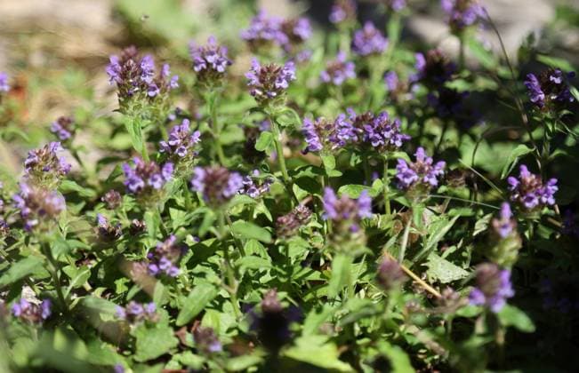 Pflanzen 28.06.2022, Ostramondra, Kriechender Guensel (Ajuga reptans), auch Guldenguensel *** Plants 28 06 2022, Ostramondra, Creeping Guensel Ajuga reptans , also Guldens Guensel.