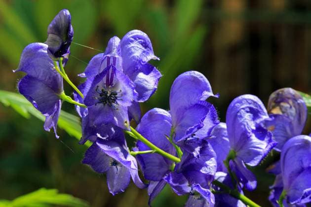 Hochgiftige Pflanzen in der Natur und Gärten Die Blüte vom Blauen Eisenhut, der als die giftigste Pflanzenart Europas gilt und in kürzester Zeit den Tod bringen kann. *** Highly toxic plants in nature and gardens The flower of aconite, which is considered the most poisonous plant species in Europe and can bring death in a very short time