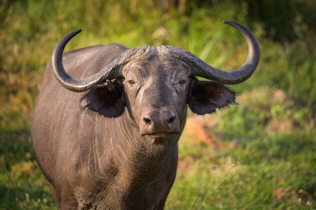 Creative Highlights World Portrait of an African buffalo in savanna, Murchison Falls National Park (Uganda), sunny morning n May Uganda