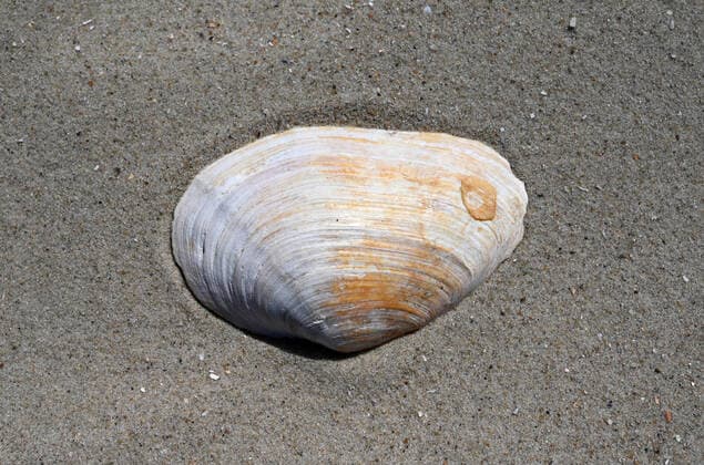 Creative Highlights World Muschel, aufgenommen am Strand der Insel Spiekeroog, Niedersachsen, am 15. Juni 2022. *** Shell taken on the beach of the island Spiekeroog, Lower Saxony, on 15 June 2022
