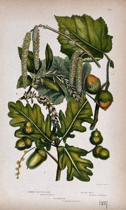 Oak (Quercus robur), hazel (Corylus avellana) and hornbeam (Carpinus betulus): fruiting and flowering twigs. Chromolithograph by W. Dickes & co., c. 1855.