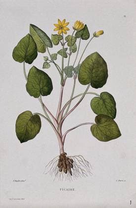 Celandine (Ranunculus ficaria): entire flowering plant. Coloured etching by C. Pierre, c. 1865, after P. Naudin. Copyright: xpiemagsx
