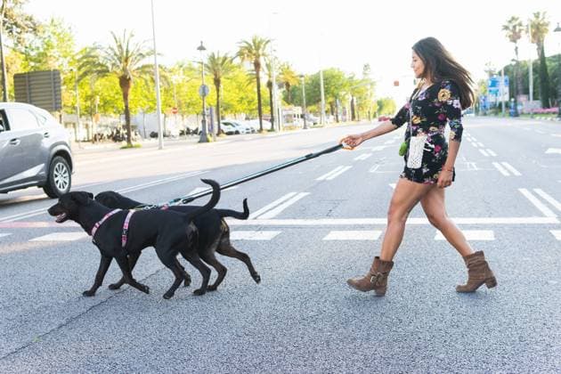 IMAGO Creative, Jahreszeit Sommer, Sommer in der Stadt Full length side view of female in floral dress and boots walking behind Labrador Retriever dogs on leashes while crossing road on sunny summer day in city DavidMunoz_KaryDogs_00033.jpg Copyright: xDavidxMunozx Model Released