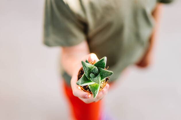 Creative Highlights Symbolbilder From above soft focus of anonymous kid demonstrating small pot with gasteria succulent after visit in flower shop, Model released HodeiUnzueta_FloweShop_00072.jpg Copyright: xHodeixUnzuetax MR