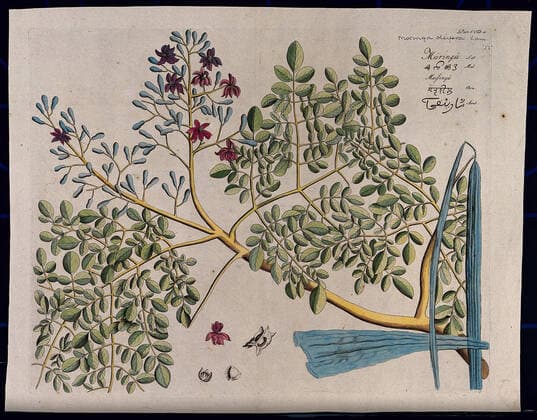 Horse-radish tree (Moringa oleifera Lam.): branch with flowers and separate flower, pods and seeds. Coloured line engraving. Copyright: xpiemagsx