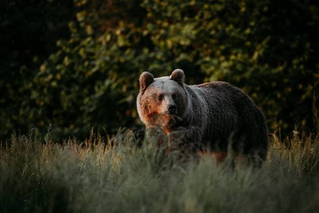  Braunbär (Ursus arctos) im Licht der untergehenden Sonne auf einer Wiese. Bieszczady-Gebirge. Polen *** Brown bear Ursus arctos at Light the sinking Sun at a Meadow Bieszczady Mountains Poland Copyright: imageBROKER/PawelxBrud ibxpab08340598.jpg