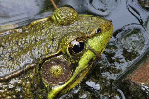 Creative Highlights World Green Frog A male Green Frog (Lithobates clamitans or Rana clamitans) in Toronto, Ontario, Canada, on June 30, 2022. Toronto Ontario Canada  Copyright: xCreativexTouchxImagingxLtdx originalFilename: friedman-greenfro220630_npNsq.jpg