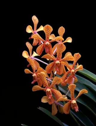 Creative Highlights World Orchidee, Mokkara punee in den Nilgiris, Tamil Nadu, Indien, Asien *** Orchid, mocha punee in the nile giris, Tamil Well you, India, Asia Copyright: imageBROKER/MuthuramanxV iblmuv08340047.jpg