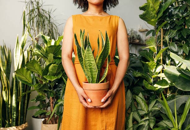 Creative Highlights Symbolbilder Beautiful plant shop owner. Woman holding a pot with sansevieria. Copyright: xArtemxVarnitsinxArtemxVarnitsinx