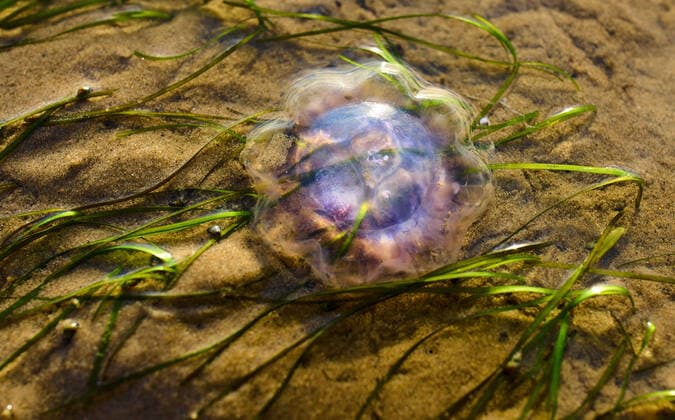 Creative Highlights World Jellyfish on south beach on July 01, 2022 in Wyk, Foehr Island, Germany.