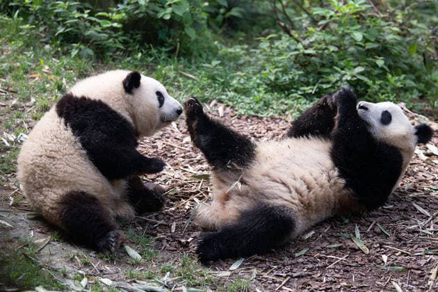 Entertainment Themen der Woche KW27 Entertainment Bilder des Tages (220704) -- CHENGDU, July 4, 2022 -- Giant panda twins He Hua (L) and He Ye play at the China Conservation and Research Center for the Giant Panda in Chengdu, southwest China s Sichuan Province, July 4, 2022. Sister and brother panda twins He Hua and He Ye celebrated their second birthday in Chengdu on Monday. ) CHINA-SICHUAN-CHENGDU-PANDA TWINS-BIRTHDAY (CN) XuxBingjie 