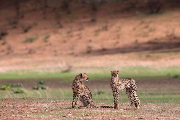 IMAGO Creative: Welttourismustag am 27. September Young cheetah (Acinonyx jubatus), Kgalagadi Transfrontier Park, Northern Cape, South Africa, Africa Copyright: AnnxandxStevexToon 743-2027