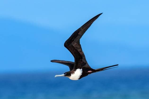 Creative Highlights World Bindenfregattvogel, Binden-Fregattvogel (Fregata minor), Weibchen im Flug, Seitenansicht, Australien, Queensland great frigate bird (Fregata minor), female in flight, side view, Australia, Queensland BLWS669453 *** banded frigatebird, Binding Fregattvogel Fregata Minor , Female at Flight, side view, Australia, Queensland Great Frigate Bird Fregata Minor , Female in flights Side view, Australia, Queensland BLWS669453 Copyright: xblickwinkel A.xTreptex