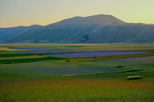 IMAGO Nature: Unsere Erde, Klimawandel, Ernährung, Pflanzen der Zukunft, Linse Italy: Flowering 2022 castelluccio di norcia the high temperatures conditioned the flowering of the lentil plants in the plain of castelluccio di norcia, which usually reach the peak of flowering in the first week of July, and created authentic color palettes in the entire valley. ABPH6154 Copyright: xAntonioxBalascox