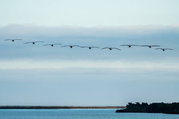 Creative Highlights World American White Pelican, Pelecanus erythrorhynchos, in flight over the Aransas National Wildlife Refuge in Texas. Texas United States Copyright: xJonxG.xFullerx 6813-JGF-birds-White Pelican-US-TX
