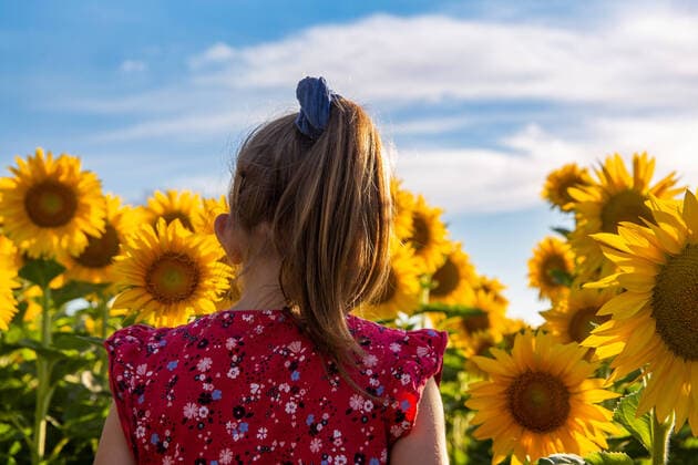Creative Highlights Symbolbilder Mädchen in einem Sonnenblumenfeld (model released) *** Girl in a sunflower field model released Copyright: xx