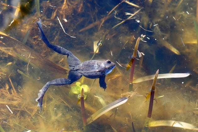 Moorfrosch (Rana arvalis), Draufsicht im Wasser, bewacht die Laichballen, Naturpark Flusslandschaft Peenetal, Mecklenburg-Vorpommern, Deutschland, Europa *** Moor Frog Rana Arvalis , Top view at Water, guarded the spawning ball, Nature Park River landscape peenetal, Mecklenburg Western Pomerania, Germany, Europe Copyright: imageBROKER VolkerxLautenbach ibxmmv08348009.jpg
