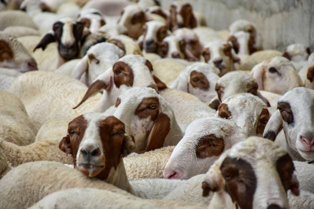 News Themen der Woche KW27 News Bilder des Tages July 7, 2022, Srinagar, Kashmir, India: Sheep for sale at a temporary livestock market ahead of the Eid-al-Adha festival. Muslims across the world are preparing to celebrate the annual festival of Eid al-Adha, or the Festival of Sacrifice, which marks the end of the Hajj pilgrimage to Mecca and in commemoration of Prophet Ibraham s readiness to sacrifice his son to show obedience to God. Srinagar India - ZUMAs197 20220707_zaa_s197_065 Copyright: xSaqibxMajeedx