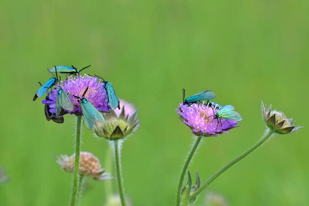Ampfer-Grünwidderchen, Adscita statices *** Dock green widow, Adscita statices 1064101183