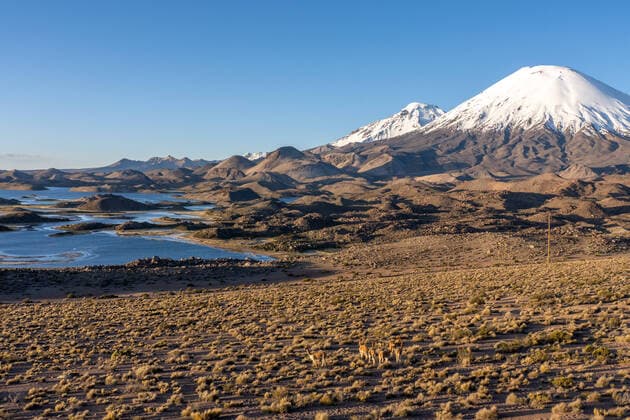 Creative Highlights World A herd of vicuna with the Cotacotani Lagoons and the Pomerape and Parinacota Volcanos in Lauca National Park in Chile. Lauca National Park Arica y Parinacota Region Chile Copyright: xJonxG.xFullerx 1593-JGF-mammals-Vicuna-CL