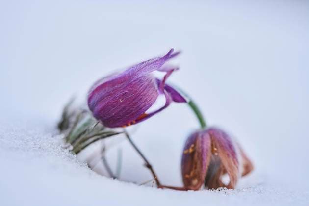  Gewöhnliche Kuhschelle (Pulsatilla vulgaris) - Blüte im Schnee, Bayern, Deutschland, Europa *** usual Kuhschelle Pulsatilla vulgaris Flower at Snow, Bavaria, Germany, Europe Copyright: imageBROKER/Davidx&xMichaxSheldon ibxshe08351880.jpg