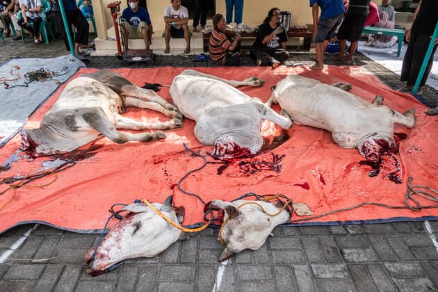 News Themen der Woche KW27 News Bilder des Tages Indonesian Muslims Celebrate Eid Al-Adha (EDITOR S NOTE: Graphic content) Indonesian Muslims slaughter a cow during celebrations for Eid al-Adha or Festival of Sacrifice at Al-Sakinah Mosque in Yogyakarta, Indonesia on July 9, 2022. Muslims across the world celebrate Eid Al-Adha which marks the end of the annual hajj pilgrimage by slaughtering goats or cows whose meat will later be distributed to the people. Yogyakarta Indonesia  Copyright: xRizqullahxHamiidx originalFilename: saputra-notitle220709_npLPj.jpg
