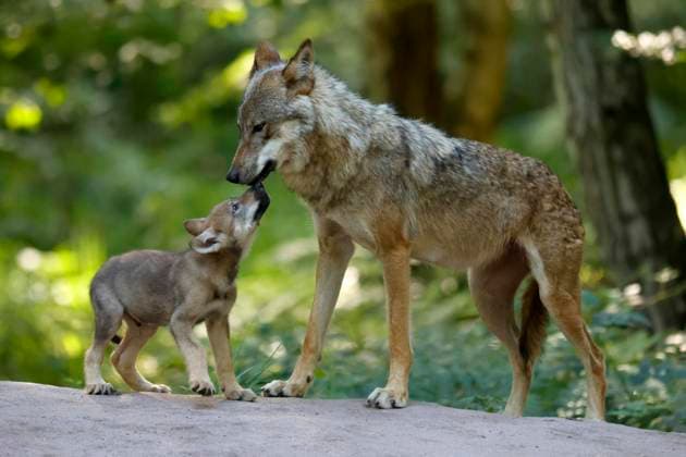 Europäischer Wolf (Canis lupus), Alttier mit Welpen, captive Copyright: imageBROKER RonaldxWittek ibxron08347299.jpg