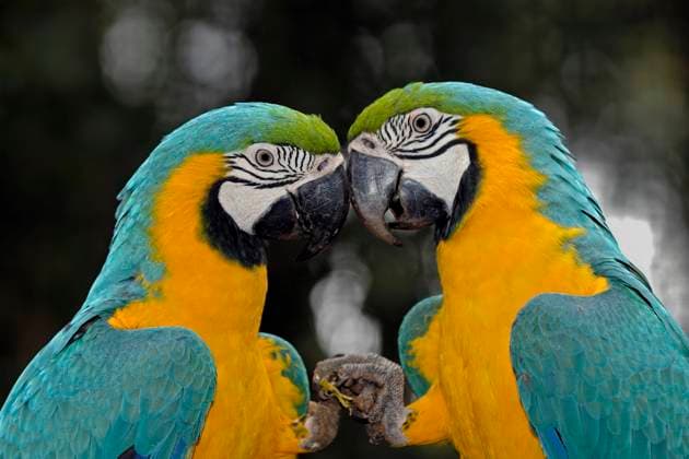 Ararauna (Ara ararauna) , Paar, Pantanal, Brasilien mcpins *** Ararauna Ara ararauna , Pair, Pantanal, Brazil mcpins mcpins
