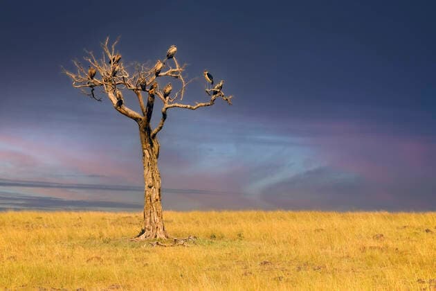 Creative Highlights World Vertrockneter Baum mit verschiedenen Geierarten vor einer Gewitterfront, Masai Mara, Kenia mcpins *** Withered tree with various species of vultures in front of a thunderstorm front, Masai Mara, Kenya mcpins mcpins