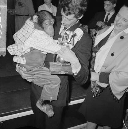 Anefo photo collection. Rudi Carrell has won the silver rose. Rudi Carrell with chimpanzee Plato playing in his show. 25 April 1964. Noord-Holland, Schiphol Copyright: xpiemagsx pienatarchpart216092021-19731 !ACHTUNG AUFNAHMEDATUM GESCHÄTZT!