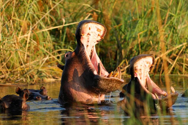 Creative Highlights World Hippopotamus (Hippopotamus amphibius), Kwando River, Bwabwata National Park, Susuwe Island Lodge, Caprivi Region, Namibia 