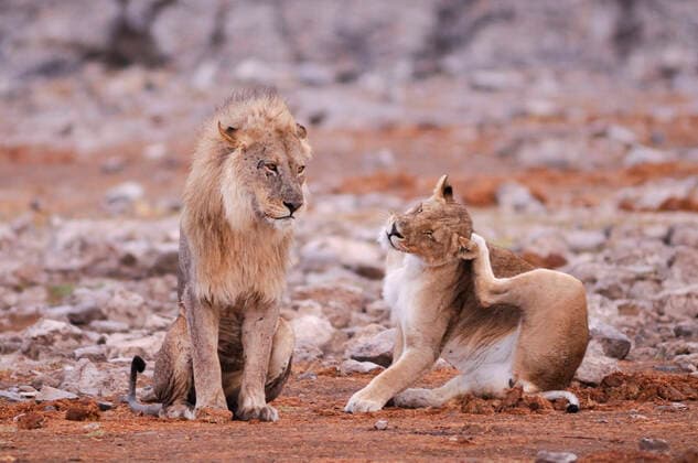 Creative Highlights World Lion (Leo Panthera) at Waterhole, Etosha National Park, Kunene Region, Namibia 