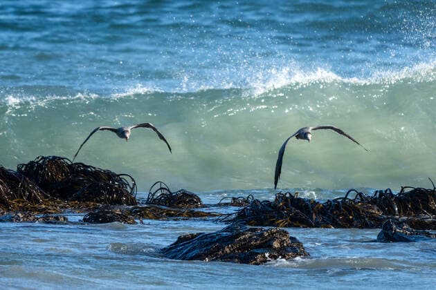 Creative Highlights World Two Grey Gulls, Leucophaeus modestus, in flight over the shallow surf in Pan de Azucar National Park, Chile. Pan de Azucar National Park Chile Copyright: xJonxG.xFullerx 3605-JGF-birds-Gray Gull-CHL
