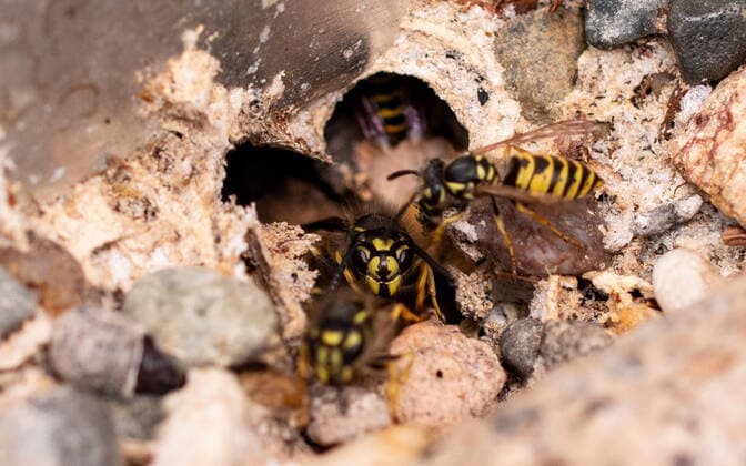 Some wasps at the entrance of their nest in the ground. Wasps crawl on the ground. The entrance to their nest is between stones. Insects in nature.