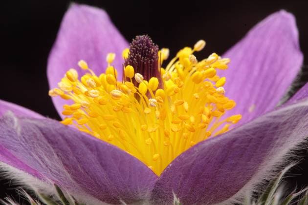 Heilpflanze Küchenschelle oder Kuhschelle, Pulsatilla vulgaris medicinal plant Pasque flower, Pulsatilla vulgaris