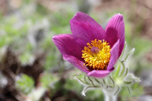 Heilpflanze Küchenschelle oder Kuhschelle, Pulsatilla vulgaris medicinal plant Pasque flower, Pulsatilla vulgaris