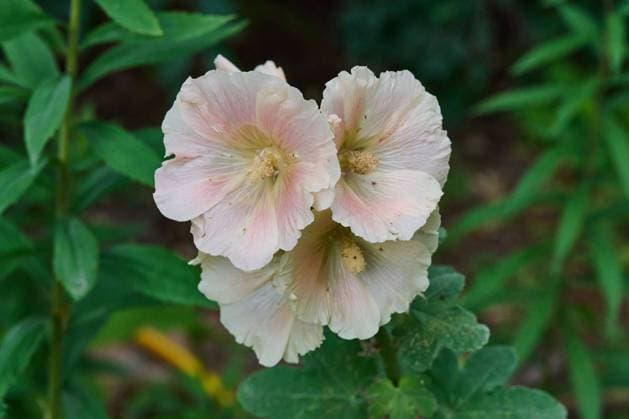 Natur Gewoehnliche Stockrose Gewoehnliche Stockrose (Alcea rosea), auch Stockmalve, Garten-Pappelrose, Bauernrose oder Garten-Stockrose genannt. Die zweijaehrige Zierpflanze stammt aus der Gattung Stockrosen (Alcea) innerhalb der Familie der Malvengewaechse (Malvaceae). 10.7.2022, Gladowshoehe *** Nature Common hollyhock Common hollyhock Alcea rosea , also called hollyhock, garden poplar rose, farm rose or garden hollyhock The biennial ornamental plant is from the genus hollyhock Alcea within the mallow family Malvaceae 10 7 2022, Gladowshoehe