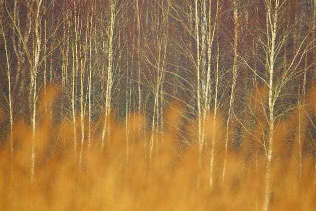  Waldrand mit Moorbirken (Betula pubescens) und goldenem Schilfgras am Federsee, Bad Buchau, Baden-Württemberg, Deutschland, Europa *** edge of the forest with downy birch Betula pubescens and golden Reed on Federsee, Bathroom Buchau, Bathing Wuerttemberg, Germany, Europe Copyright: imageBROKER/GeraldxAbele iblgda08353188.jpg