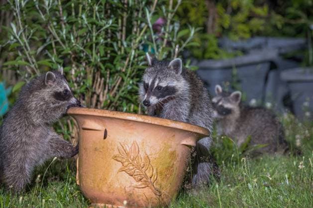 Waschbaer (Procyon lotor), Waschbaeren an einem Blumenkuebel, Deutschland, Baden-Wuerttemberg common raccoon (Procyon lotor), raccoons at a flowerpot, Germany, Baden-Wuerttemberg BLWS670374 *** Waschbaer Procyon lotor , Waschbaeren to a Flowerpot, Germany, Bathing Wuerttemberg Common Raccoon Procyon lotor , Raccoons AT a flowerpot, Germany, Bathing Wuerttemberg BLWS670374 Copyright: xblickwinkel McPHOTO R.xMuellerx