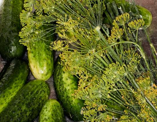  Einlegegurken und Dillkraut (Anethum graveolens) Dillfenchel, Berlin, Deutschland, Europa *** Einlegegurken and Dill weed Anethum graveolens dill fennel, Berlin, Germany, Europe Copyright: imageBROKER/SiegraxAsmoel ibxasm08353265.jpg