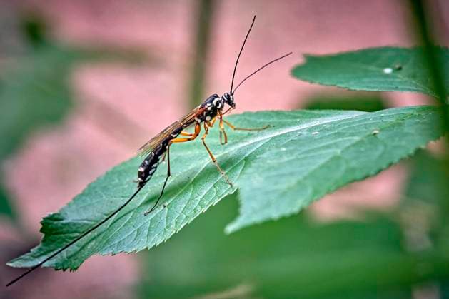 Holzschlupfwespe ( Rhyssa persuasoria ). Holzschlupfwespe , Holzwespen-Schlupfwespe , Riesenholzwespen-Schlupfwespe ( Rhyssa persuasoria ). 20220630MIC0282 *** Wood wasp Rhyssa persuasoria wood wasp , wood wasps wood wasp , giant wood wasps wood wasp Rhyssa persuasoria 20220630MIC0282