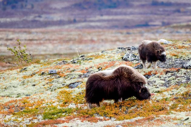 Creative Highlights World Moschusochsen im Dovrefjell Moschusochsen (Ovibos moschatus) grasen am 9. September 2021 im Dovrefjell-Sunndalsfjella-Nationalpark in Norwegen. Dovrefjell More og Romsdal Norwegen *** Musk oxen in Dovrefjell Musk oxen Ovibos moschatus grazing in Dovrefjell Sunndalsfjella National Park in Norway Dovrefjell More og Romsdal Norway 9 September 2021