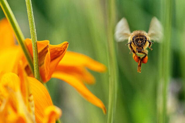 Eine Biene such nacht Nektar in einer Mittagsgold Pflanze, Gazanzina-Hybride, Gazanie (Gazania rigens), am 08.07.2022 in Erfurt. search: Symbolfoto Symbolbild Symbolphoto symbolisch Deutschland Landwirtschaft Pflanzen Pflanze Natur natürlich oekologisch Oekologie Pflanzen Tiere Tier Tierportraet Tierportrait Tierreich Tierwelt Nutztiere Apiformes oder Anthophila Insekten Insekt Bienen Biene Honiogbiene Honigbienen Bienenvolk Bienenvoelker Honigbienenvolk Honigbienenvoelker Nektar Pollen Nahrungssuche Honig sammeln Bienenvolk Bienenvoelker biologisch biologische vielfalt biosphaere biosphaeren biosphaerenreservat biosphaerenreservate Rettung Hautfluegler Bienenstock Arbeitsbiene arbeitsbienen Bestaeubung Bienenbestand Bienenbestaende