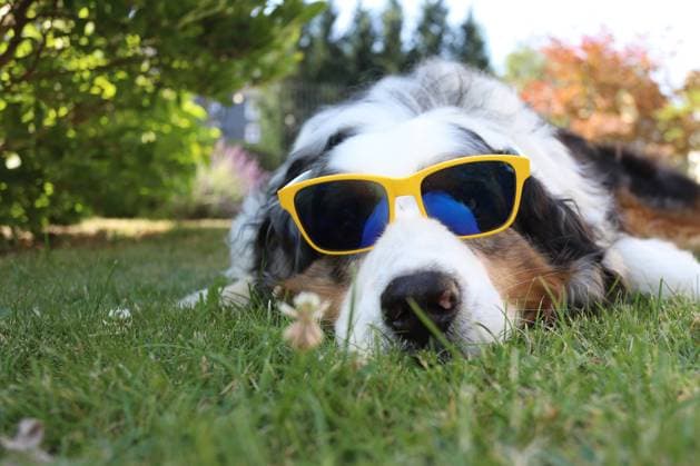 Die Hitzewelle ist da, ein Hund (Australian Shepherd), liegt mit Sonnenbrille am Morgen im schattigen Garten Hitzewelle im Siegerland, Deutschland am 19.07.2022 in Siegen Deutschland. *** The heat wave is here, a dog Australian Shepherd , lying with sunglasses in the morning in the shady garden heat wave in Siegerland, Germany on 19 07 2022 in Siegen Germany