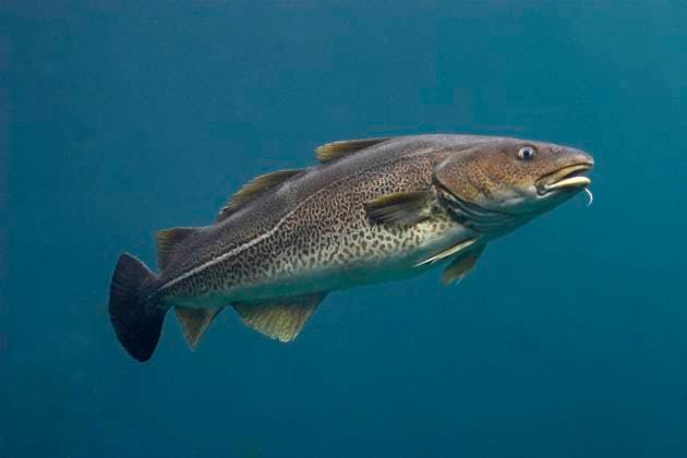 Kabeljau, Dorsch (Gadus morhua), schwimmend cod, Atlantic cod, codling (Gadus morhua), swimming BLWS670584 *** Cod, Cod Gadus morhua , floating code, Atlantic code, codling Gadus morhua , Swimming BLWS670584 Copyright: xblickwinkel F.xHeckerx
