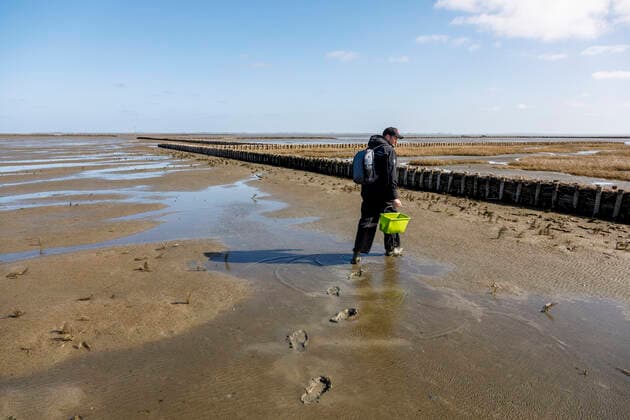 Wattwanderer bei Tetenbüll in Nordfriesland *** Waders near Tetenbüll in North Frisia
