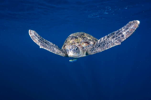 Creative Highlights World A green sea turtle swimming by at the Andaman Sea Thailand Phuket, Phuket, Thailand CR_THHE220720-971406-01