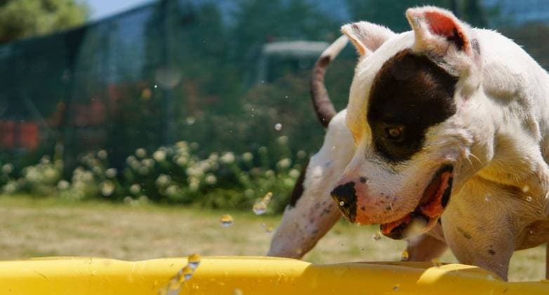 Dogs cool off during heatwave in Croatia Dog plays and cools off in a pool in Shelter for abandoned animals Dumovec, in Zagreb, Croatia, on July 22, 2022. LeonardoxBosnar PIXSELL