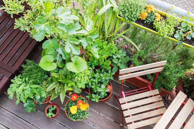 Vegetable and flower plants on balcony property released, GWF07457