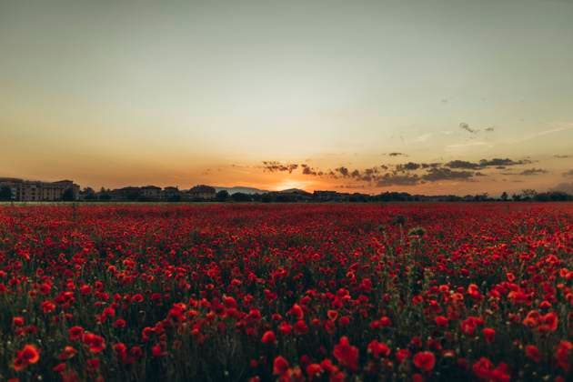 Red flowers in poppy field at sunset, SIF00210